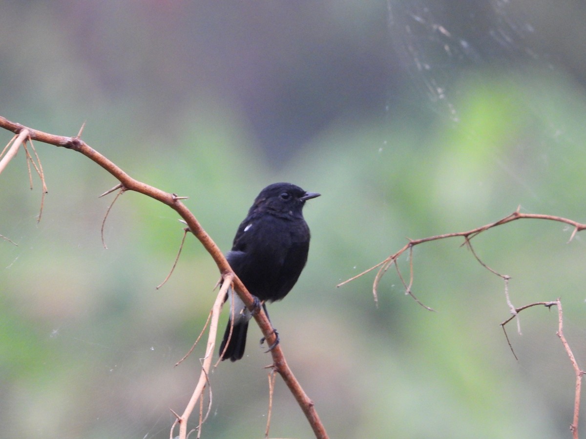 Pied Bushchat - ML641916696