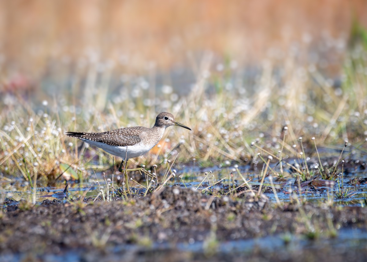 Solitary Sandpiper - ML641916703