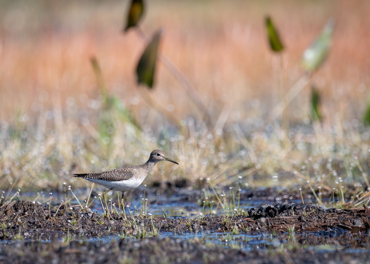 Solitary Sandpiper - ML641916704