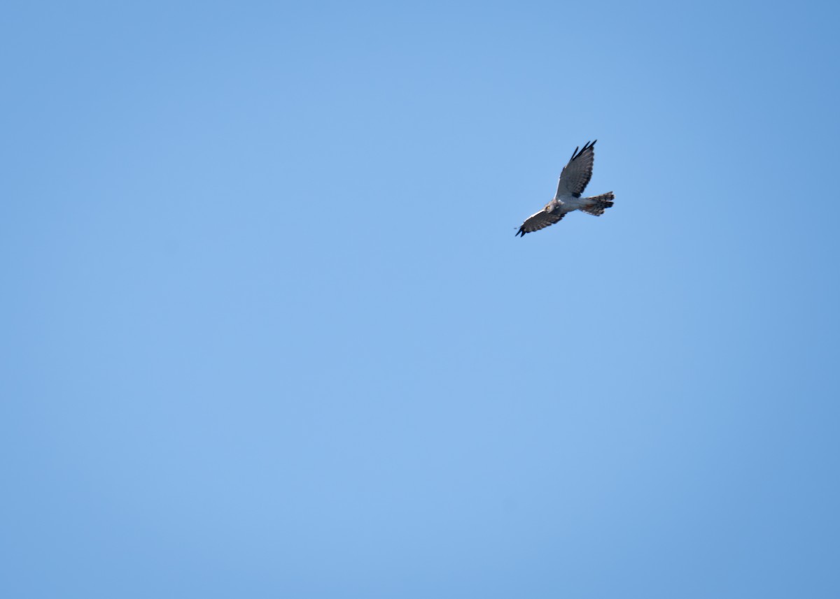 Northern Harrier - ML641916709