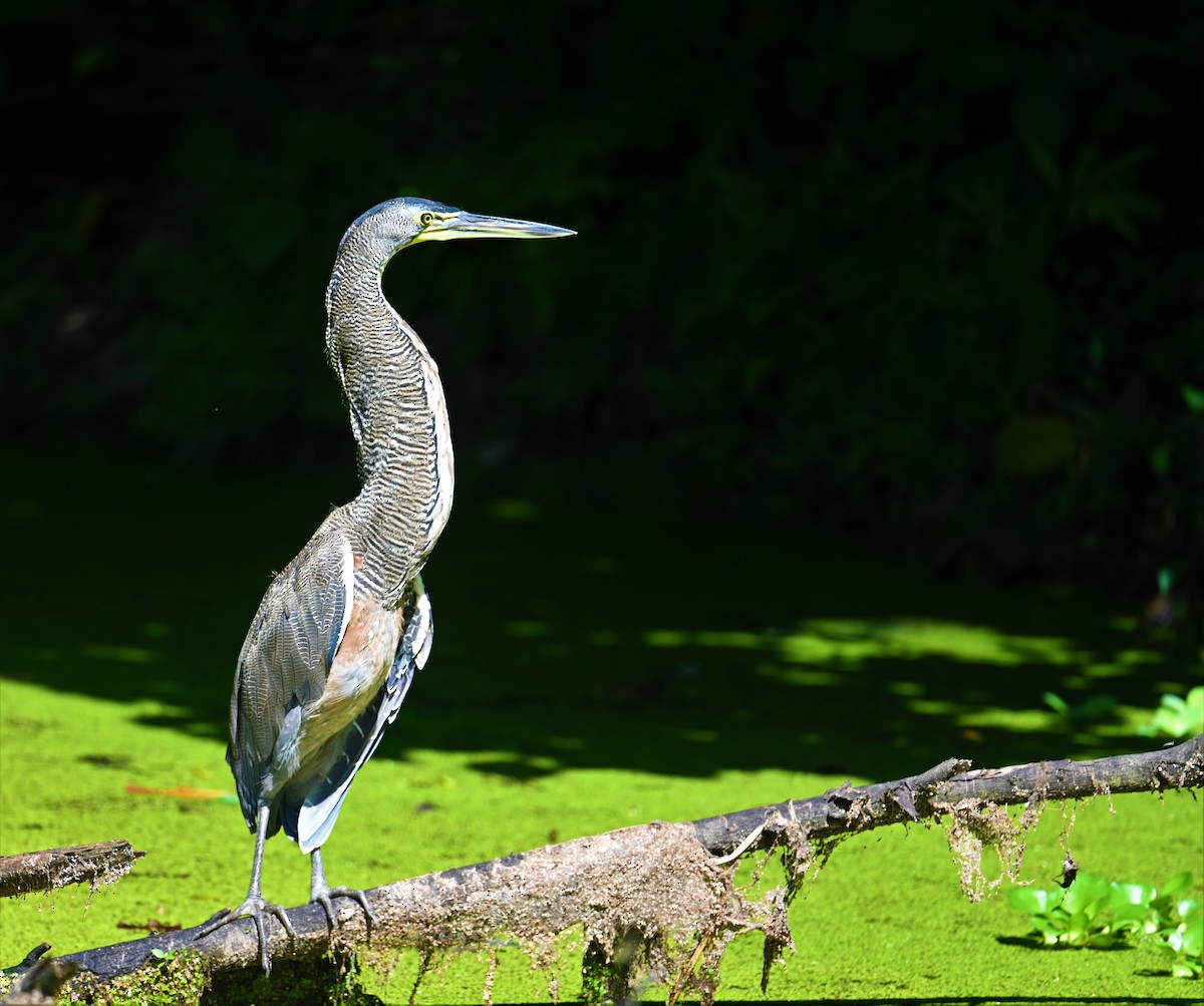 Bare-throated Tiger-Heron - ML641916710