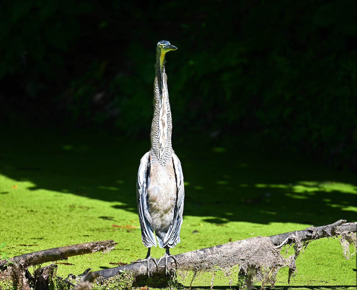 Bare-throated Tiger-Heron - ML641916712