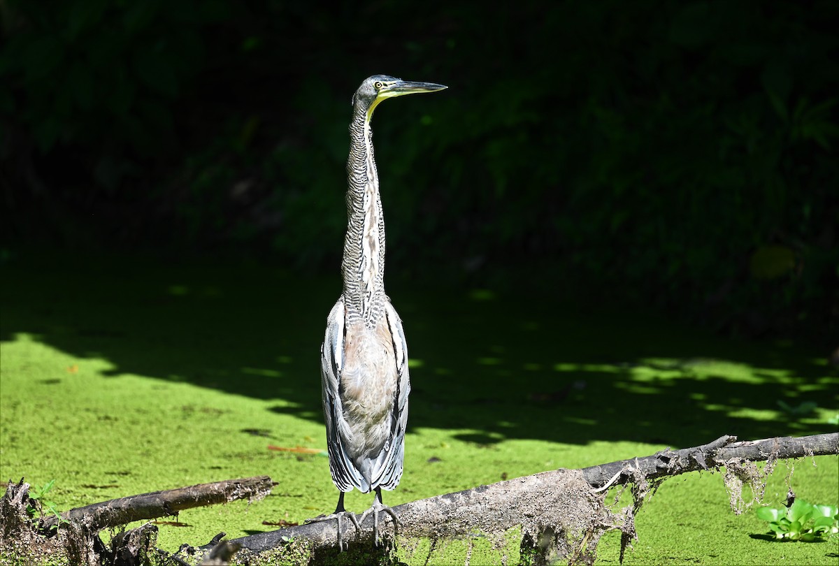 Bare-throated Tiger-Heron - ML641916713