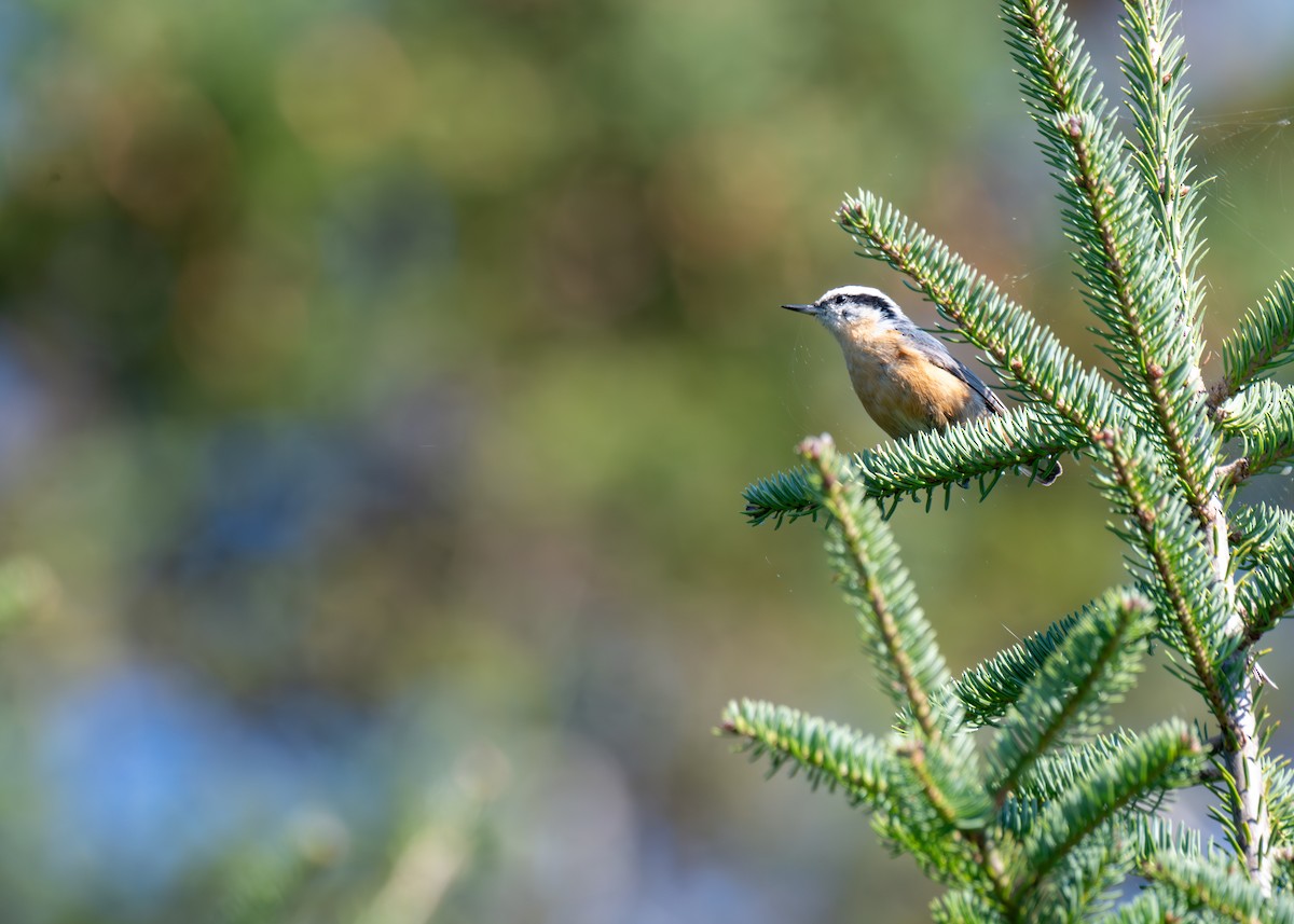 Red-breasted Nuthatch - ML641916727