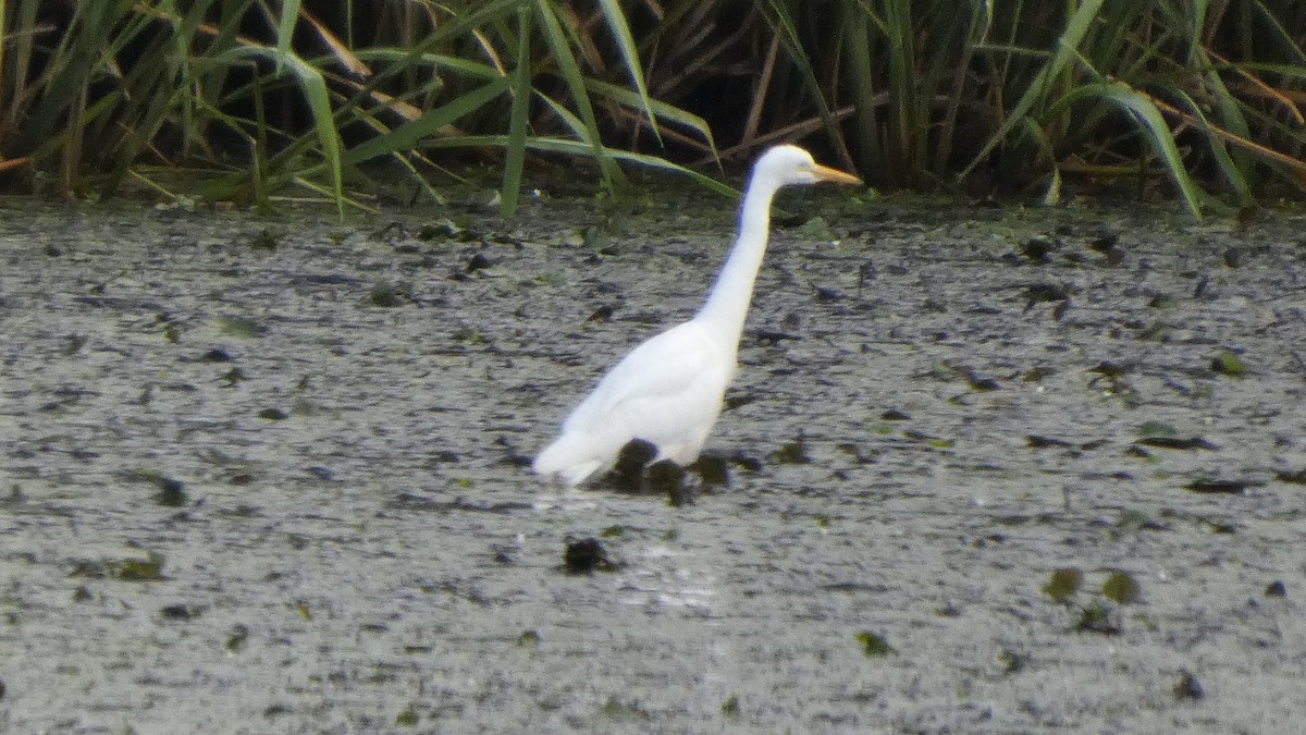 Medium Egret - ML641916768
