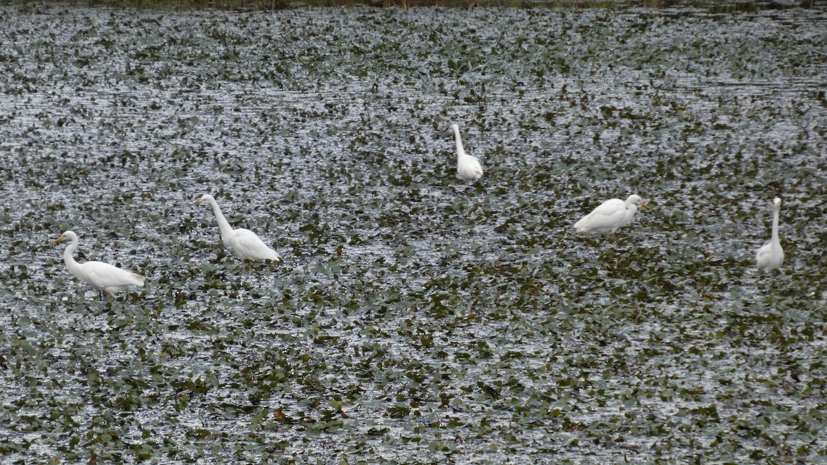 Medium Egret - ML641916769