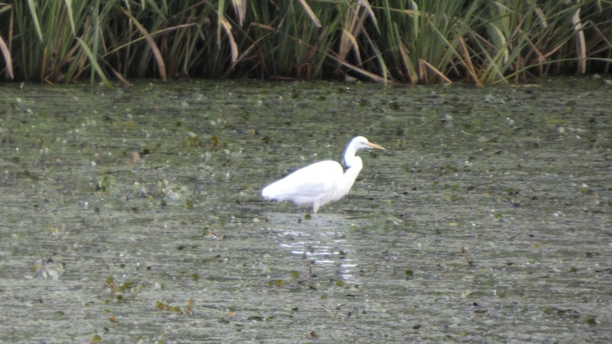 Medium Egret - ML641916770