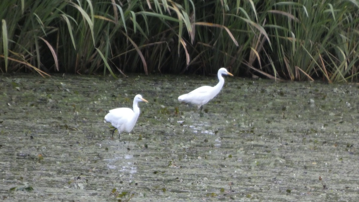 Medium Egret - ML641916771