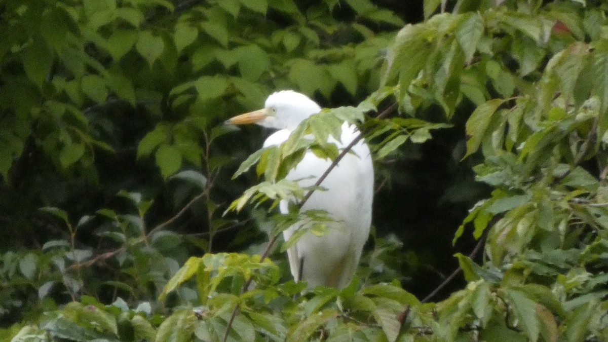 Medium Egret - ML641916772