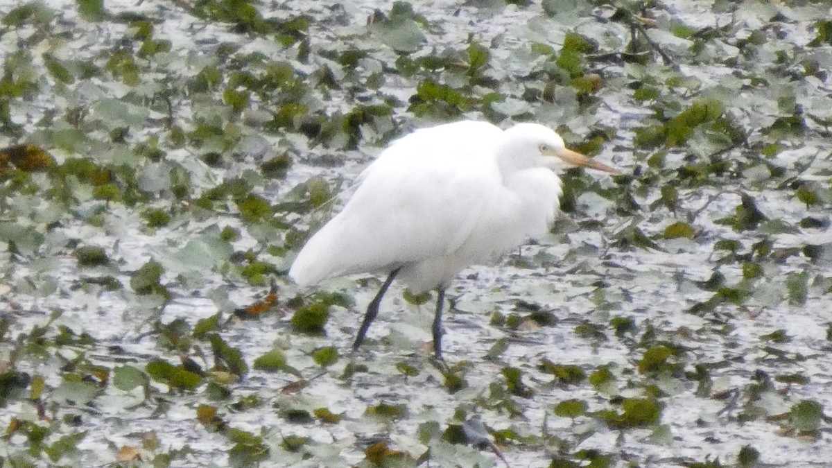Medium Egret - ML641916773
