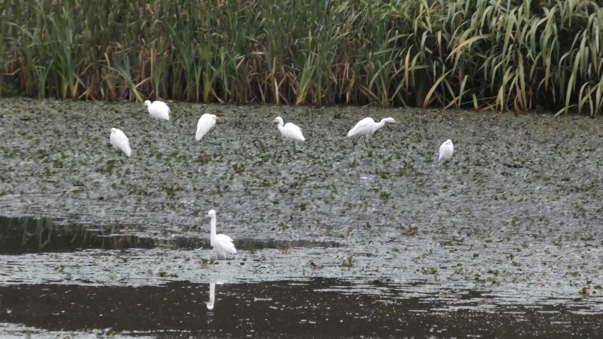Medium Egret - ML641916774