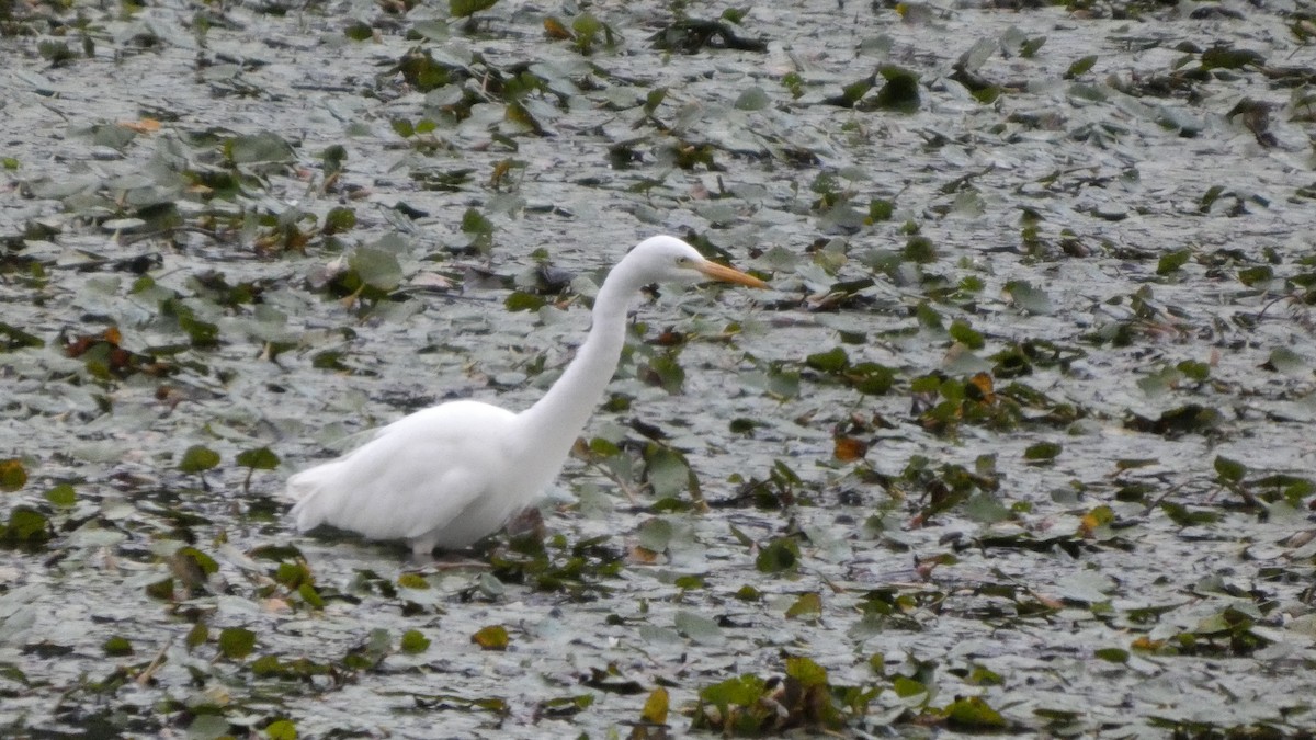 Medium Egret - ML641916775