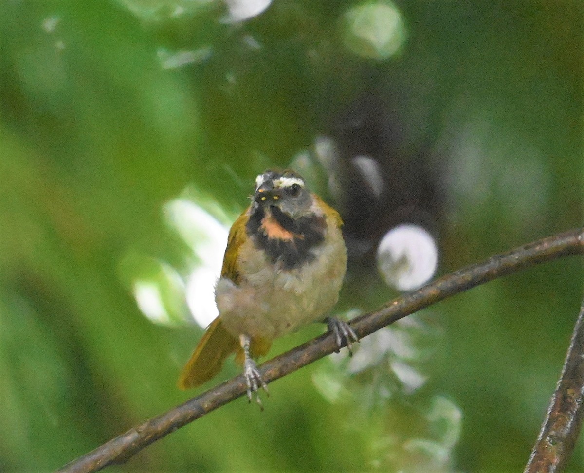 Buff-throated Saltator - ML641916779