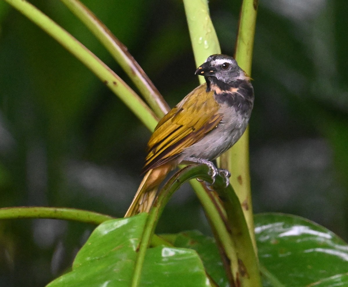 Buff-throated Saltator - ML641916780