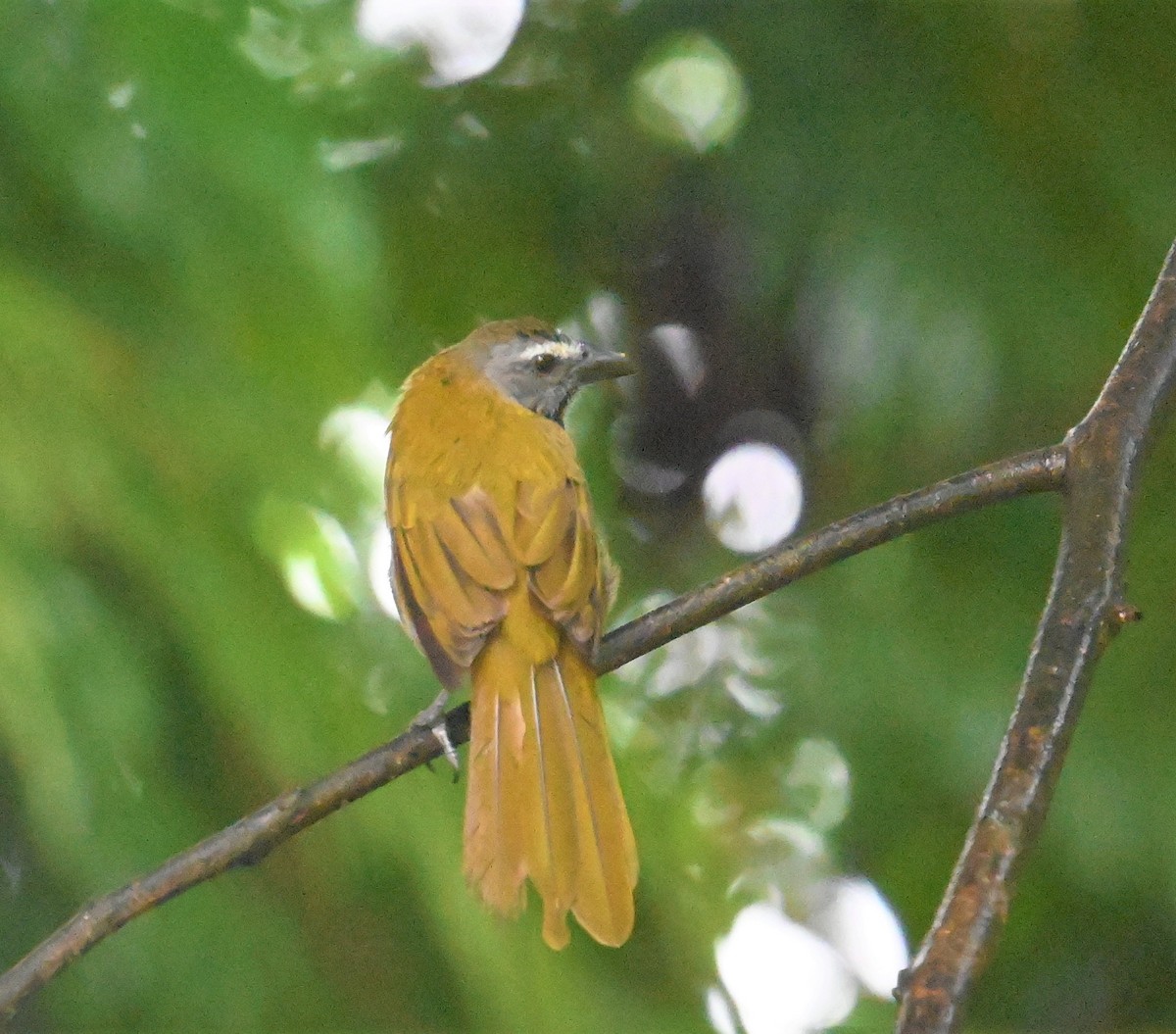 Buff-throated Saltator - ML641916781