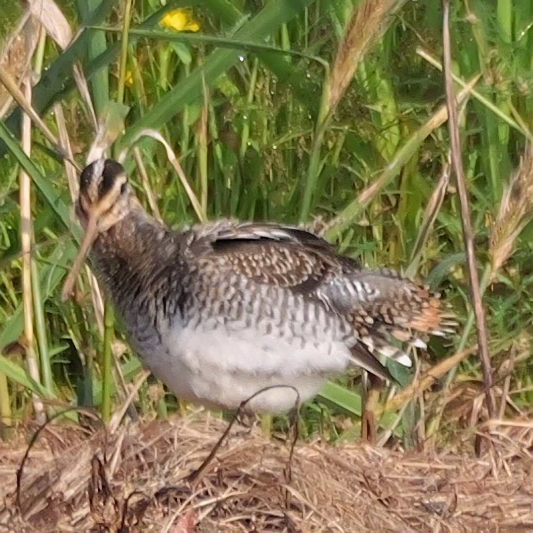 Common Snipe - ML641916787