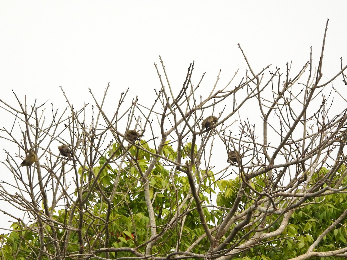 Palm Tanager - ML641916800