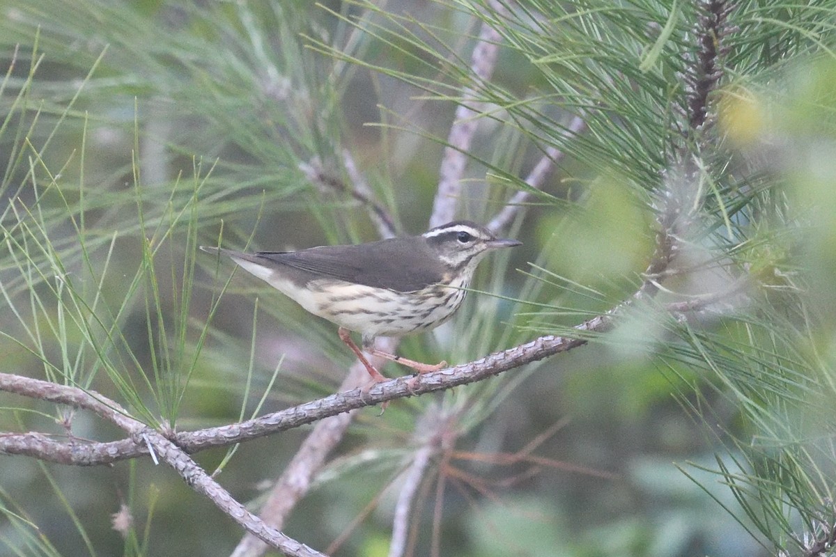 Louisiana Waterthrush - ML641916807