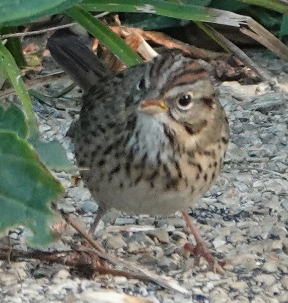 Lincoln's Sparrow - ML641916809