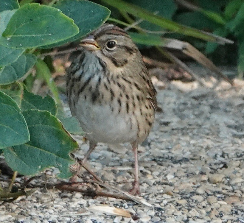 Lincoln's Sparrow - ML641916810