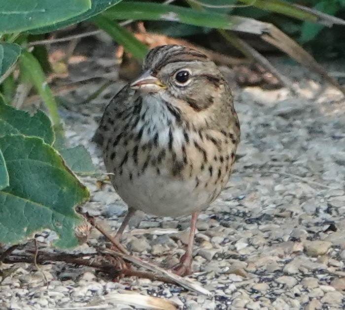 Lincoln's Sparrow - ML641916811