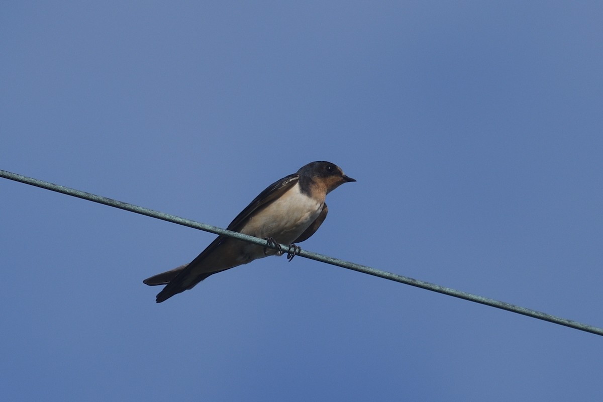 Barn Swallow - ML641916813