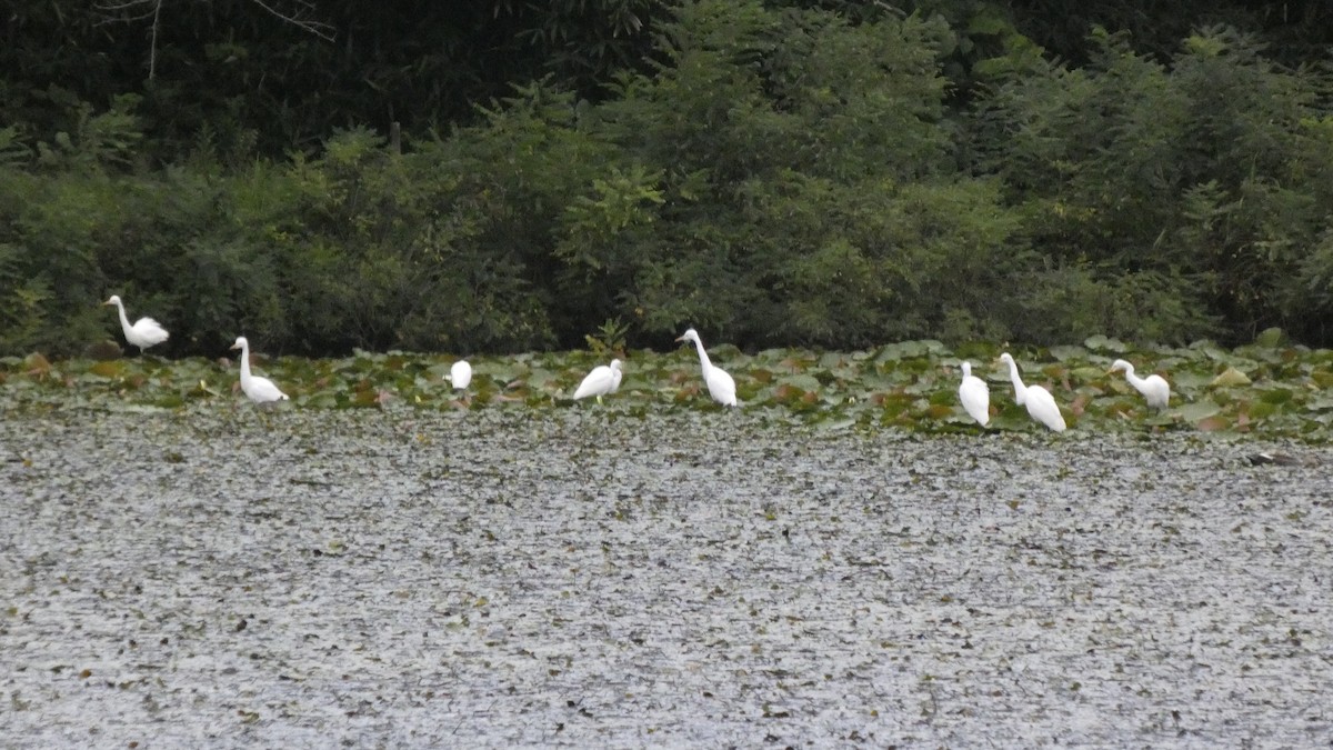 Medium Egret - ML641916833