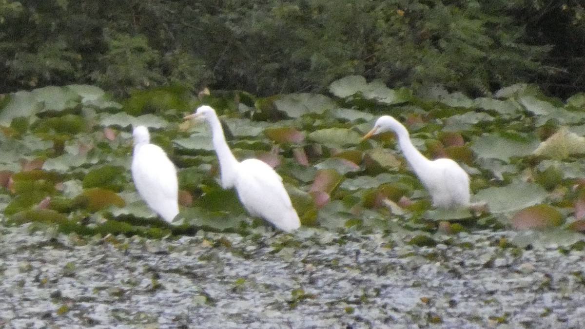 Medium Egret - ML641916834