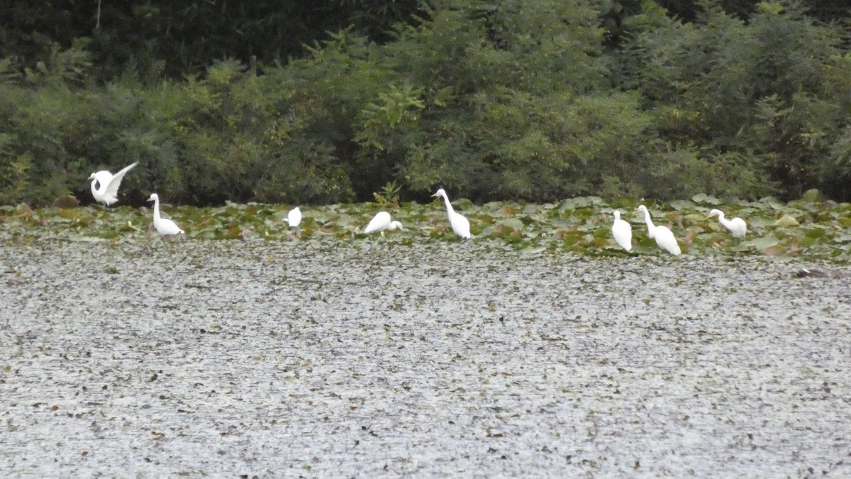 Medium Egret - ML641916835