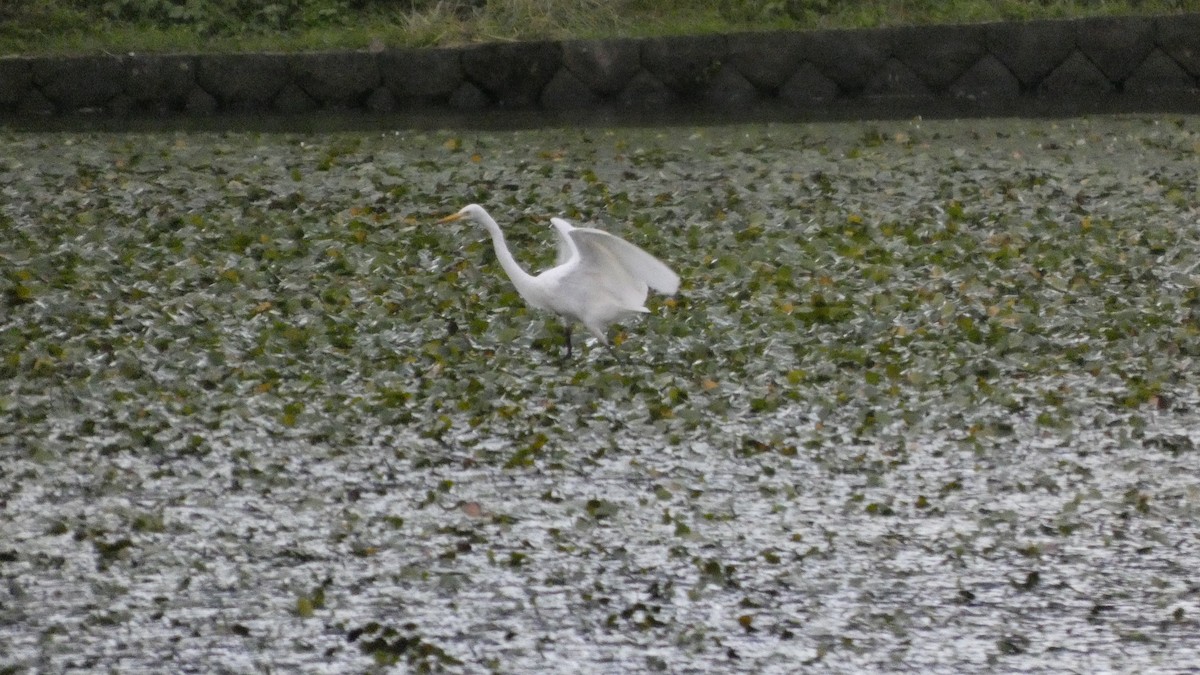 Medium Egret - ML641916836