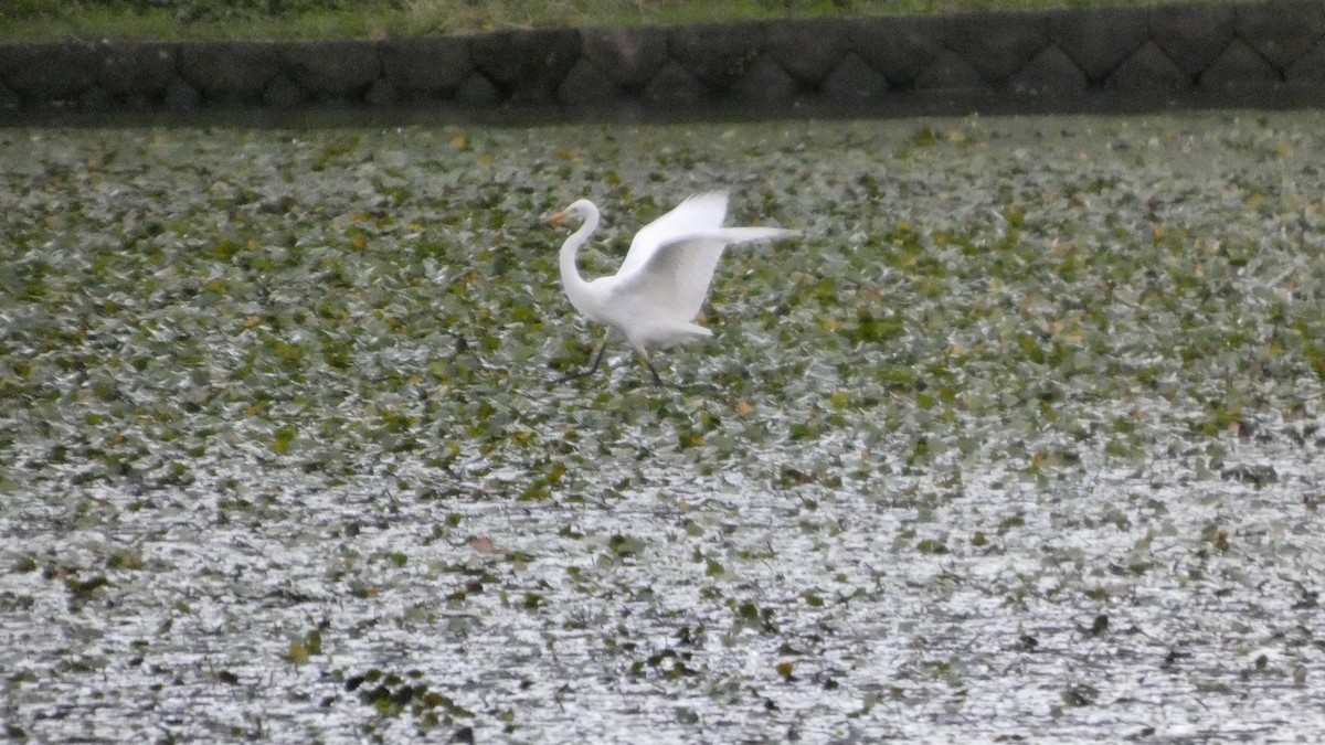 Medium Egret - ML641916837