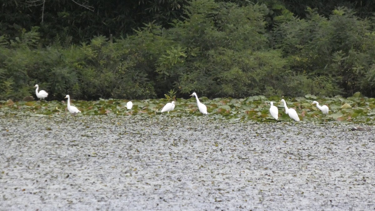 Medium Egret - ML641916839