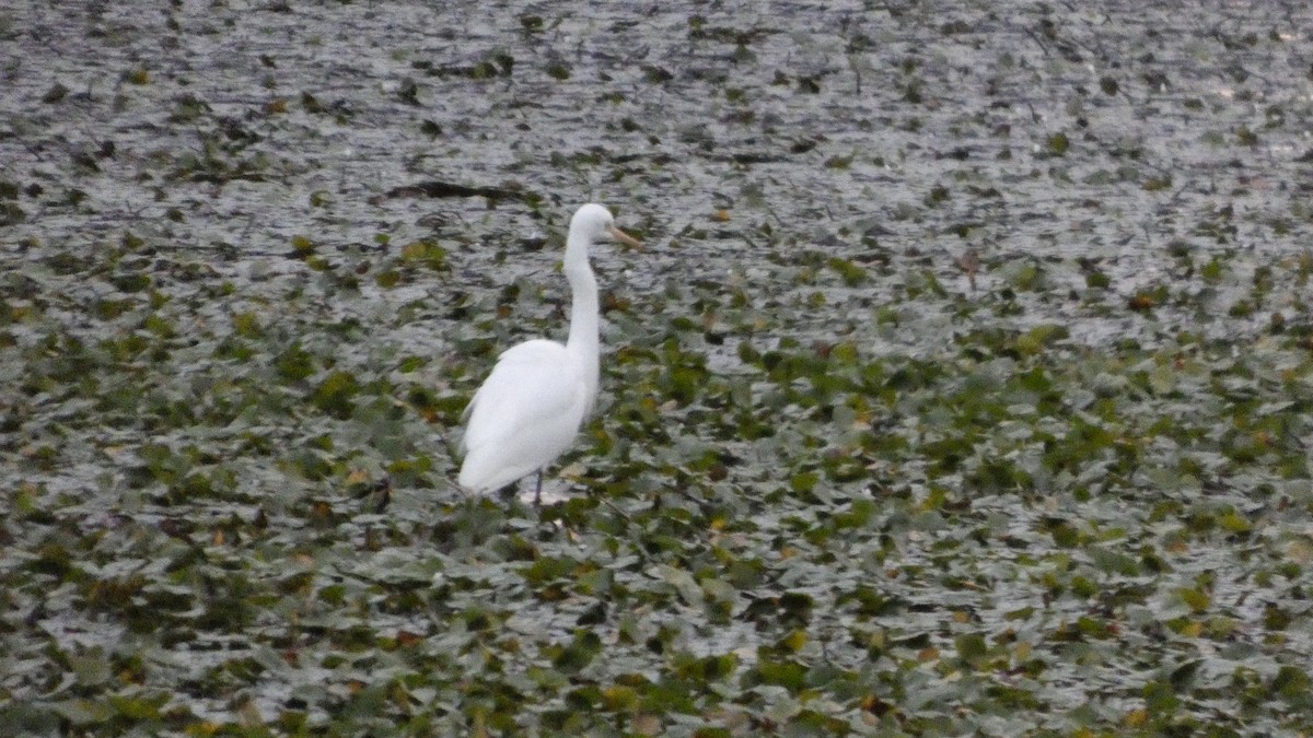 Medium Egret - ML641916840