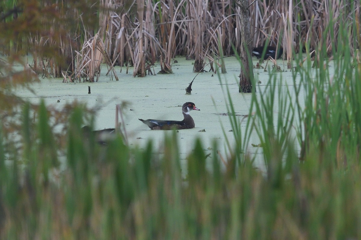 Wood Duck - ML641916848