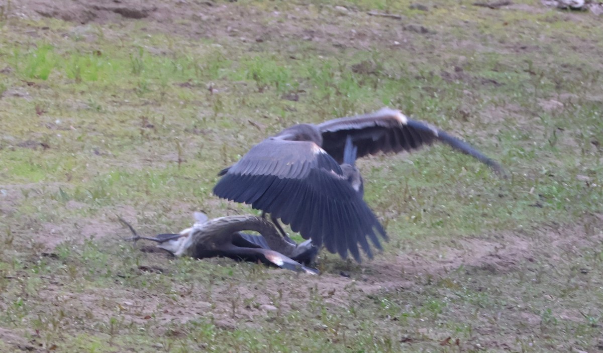 Great Blue Heron - ML641916855