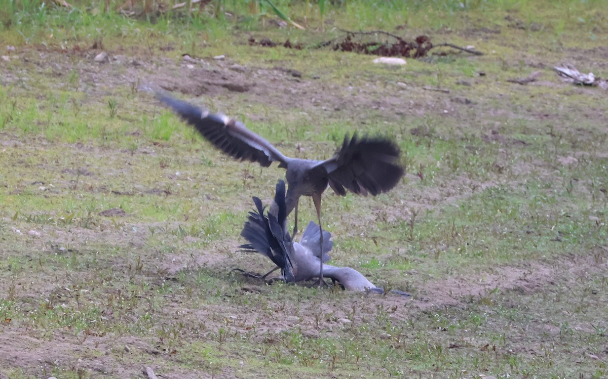 Great Blue Heron - ML641916857