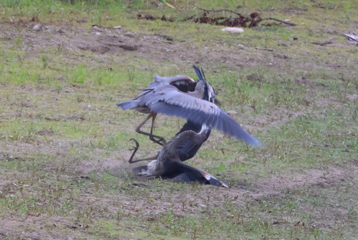 Great Blue Heron - ML641916858