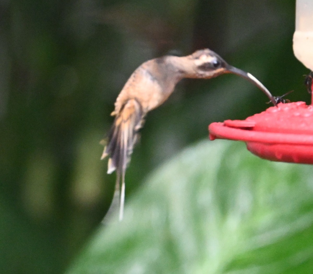 Long-billed Hermit - ML641916861