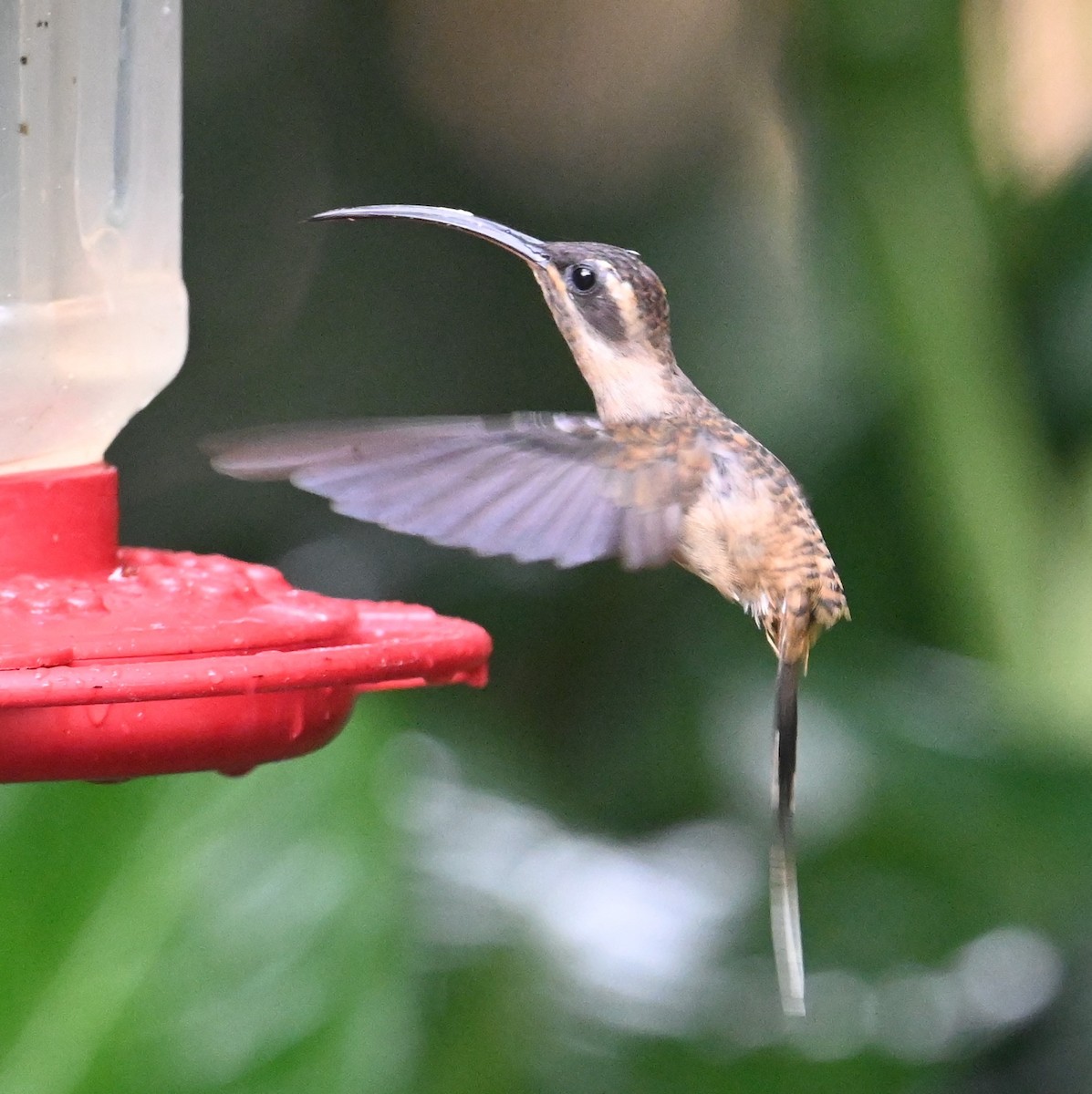 Long-billed Hermit - ML641916862