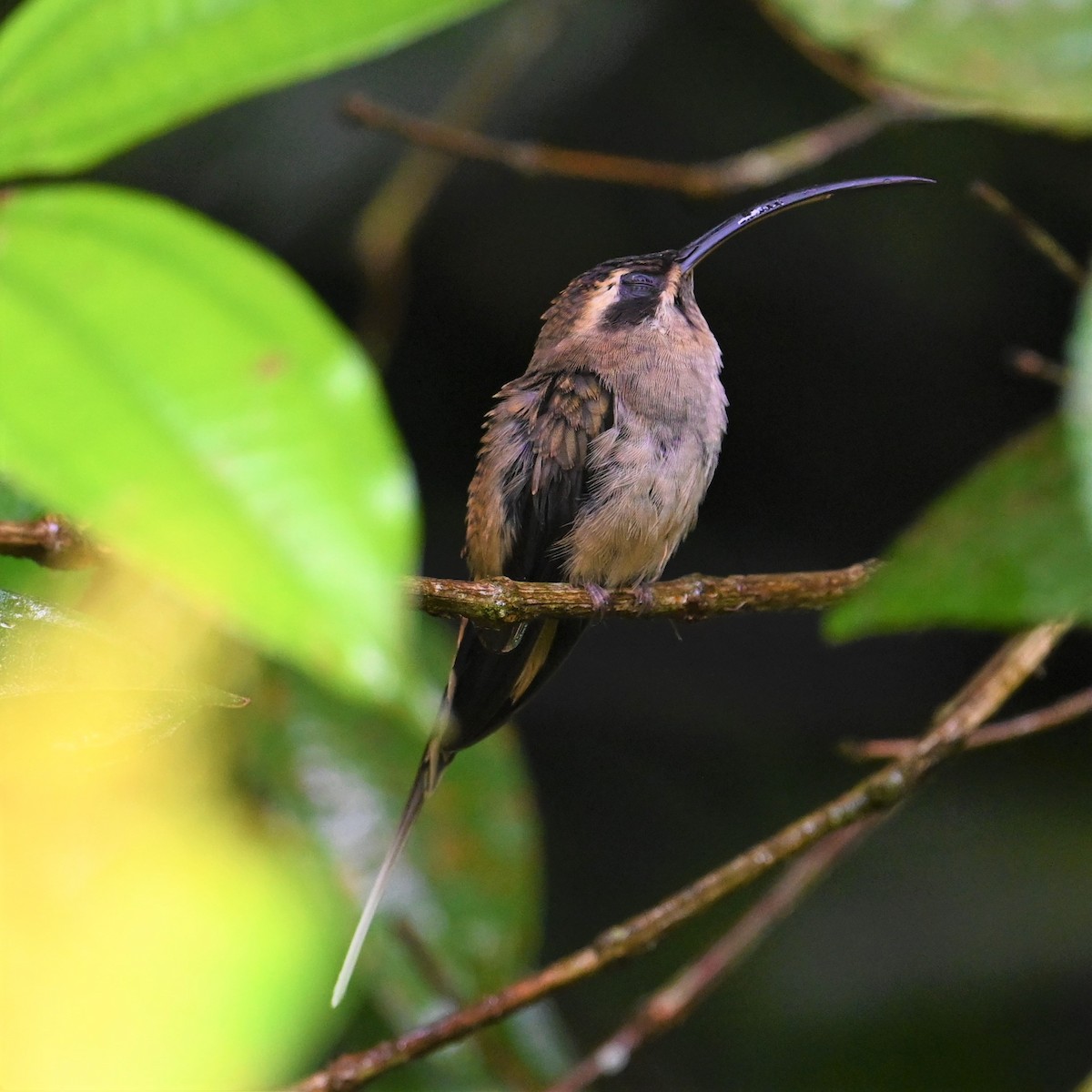 Long-billed Hermit - ML641916863