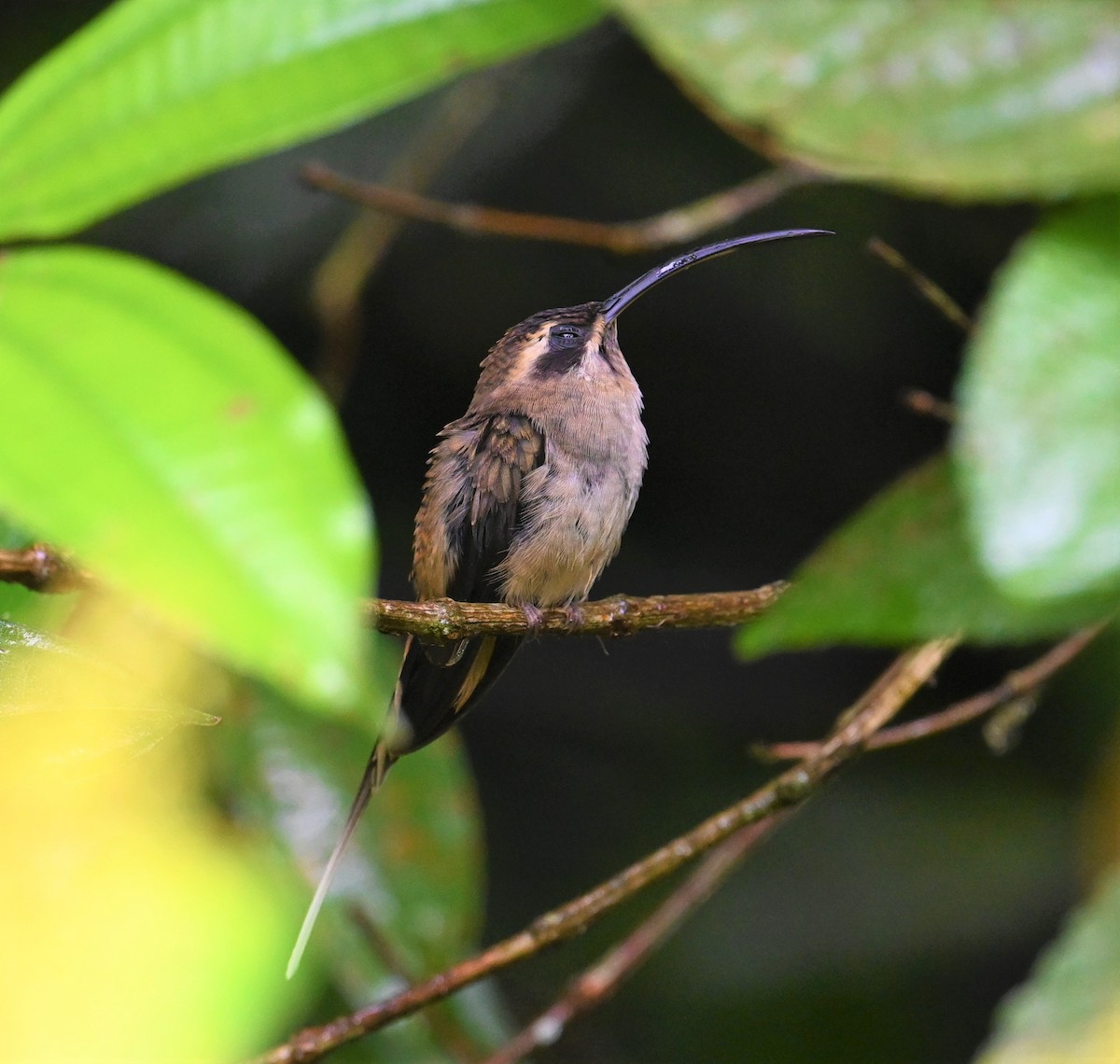 Long-billed Hermit - ML641916864
