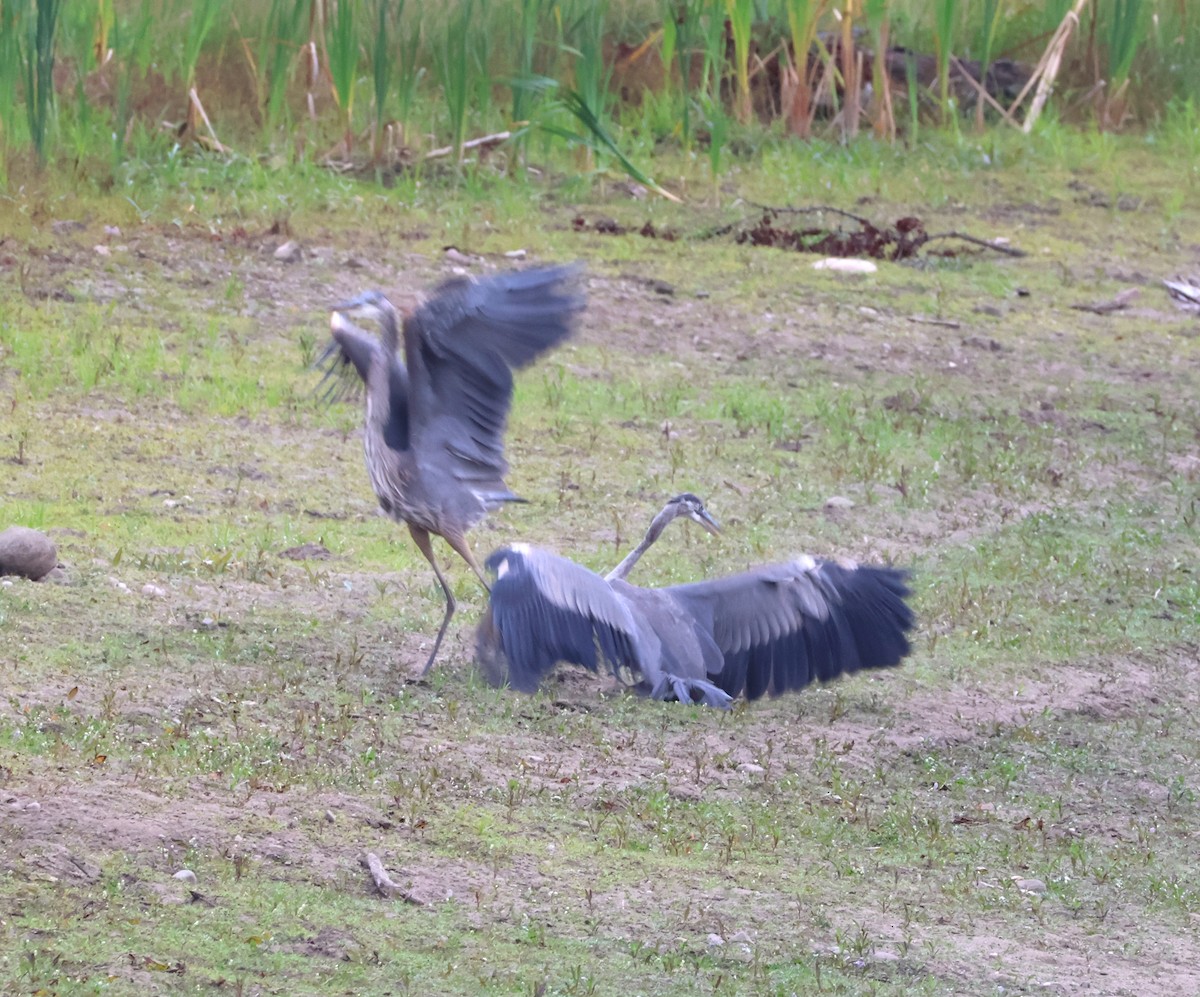 Great Blue Heron - ML641916865