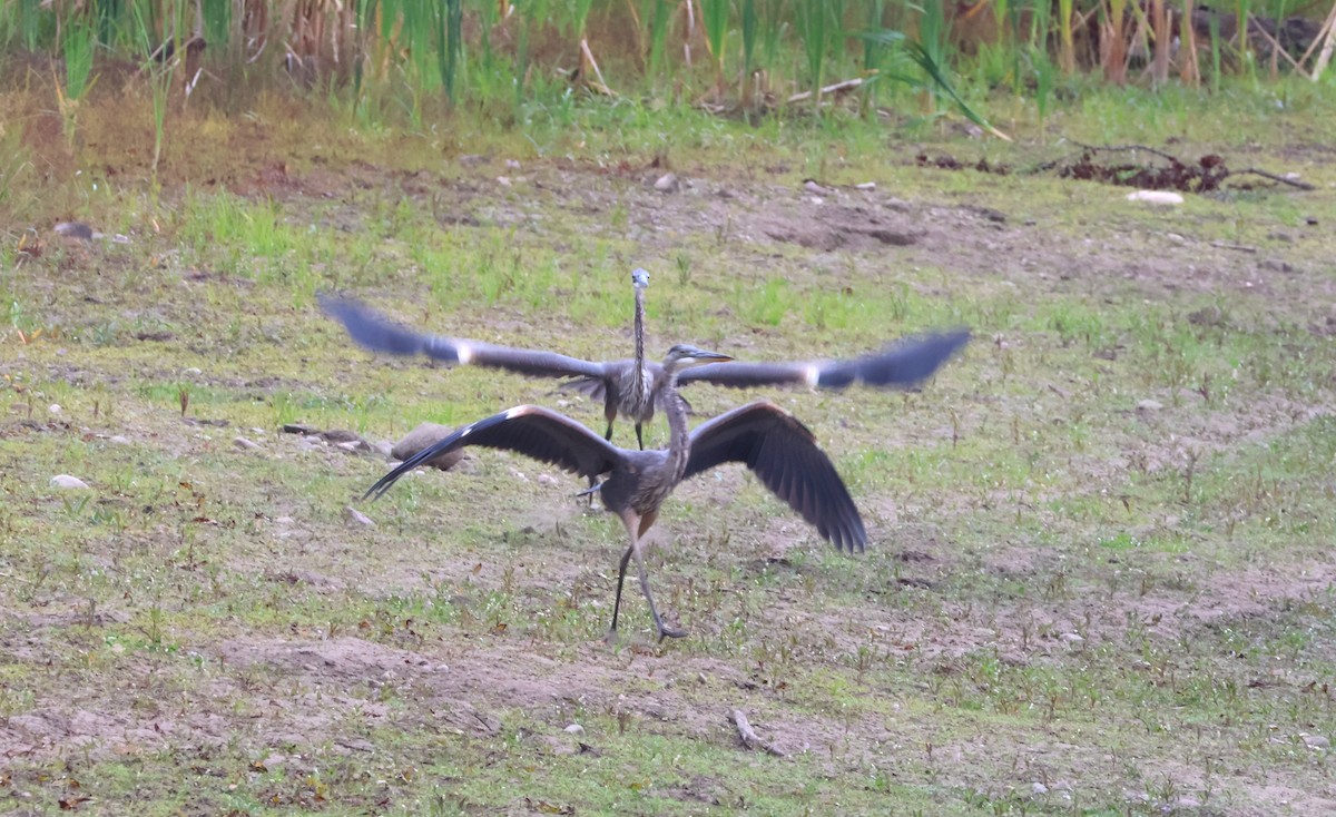 Great Blue Heron - ML641916866