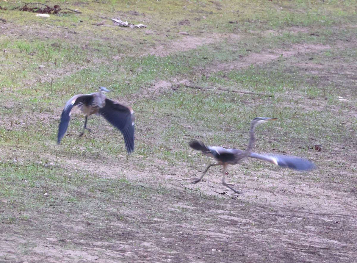 Great Blue Heron - ML641916868