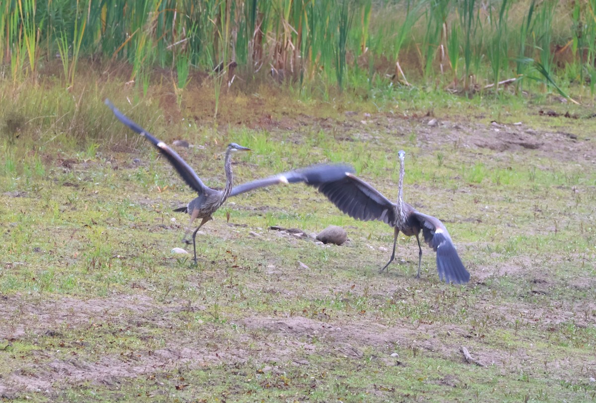 Great Blue Heron - ML641916869