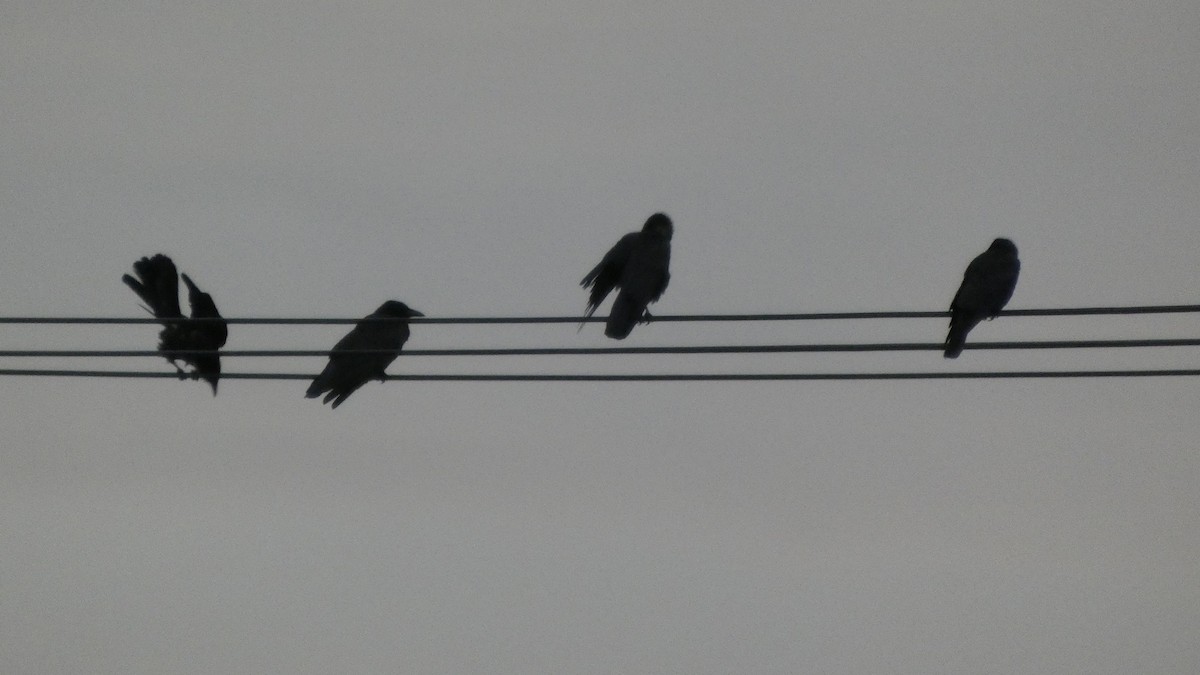 Carrion Crow - ML641916871