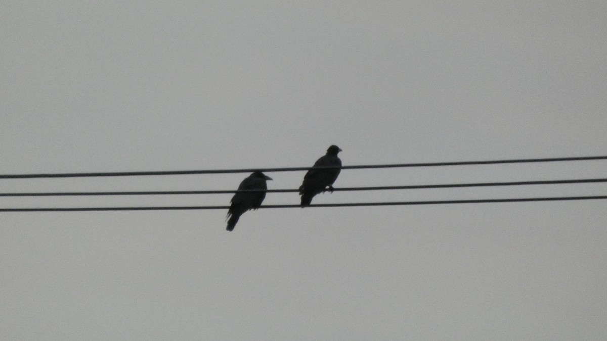 Carrion Crow - ML641916872