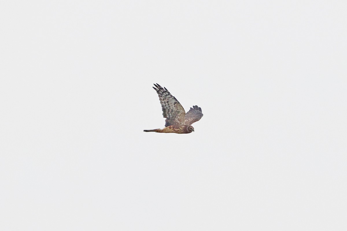 Northern Harrier - ML641916887