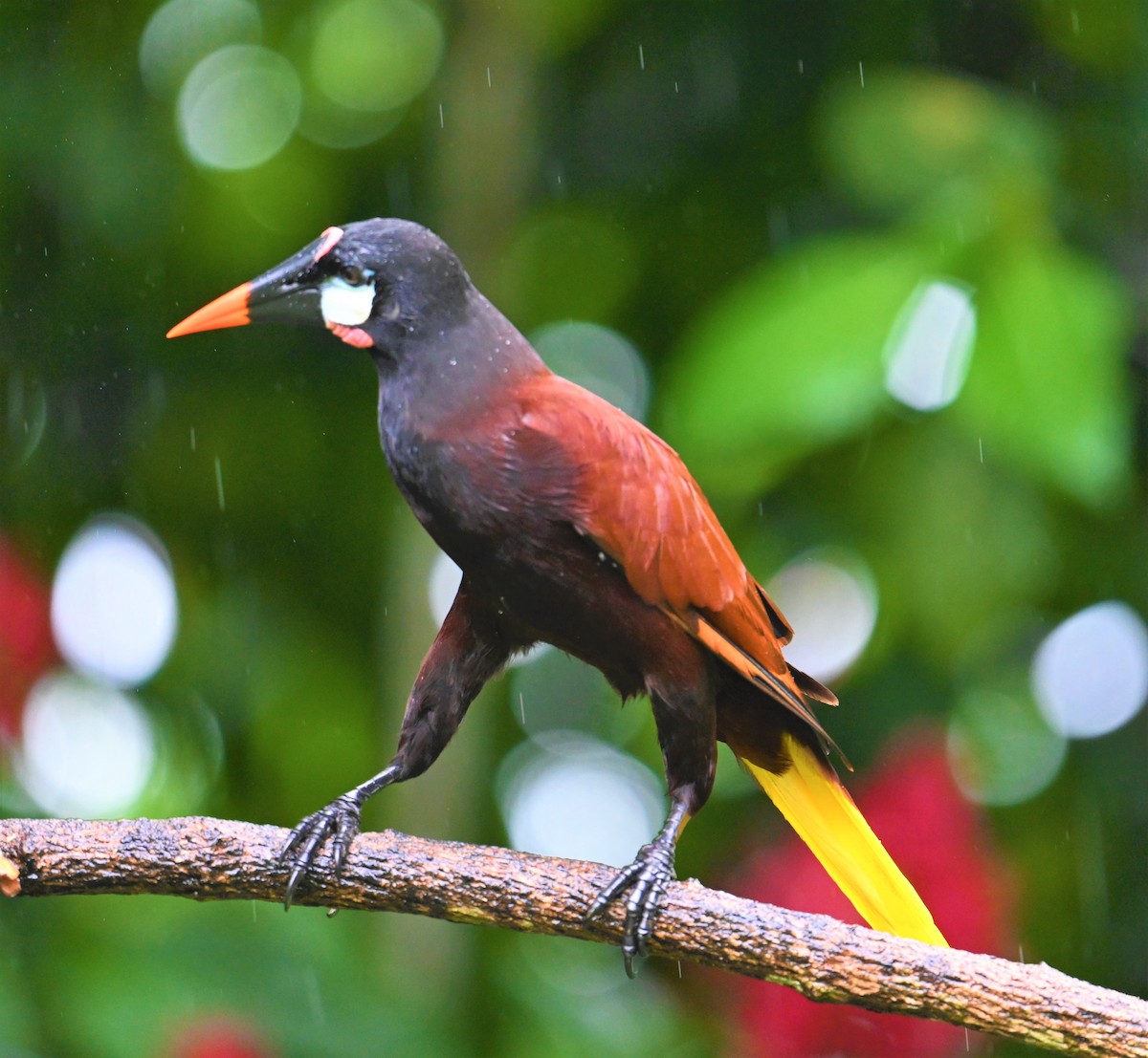 Montezuma Oropendola - ML641916897
