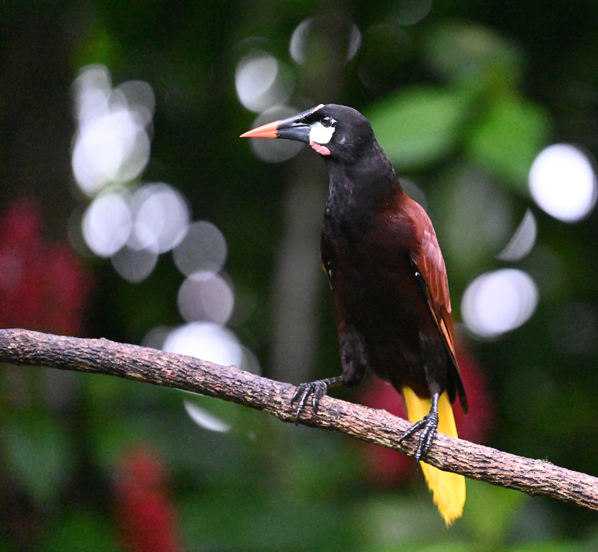 Montezuma Oropendola - ML641916898